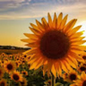 Meet your Posher, Carmen